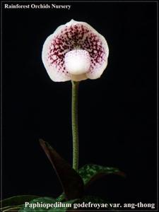 Paphiopedilum godefroyae var. ang-thong