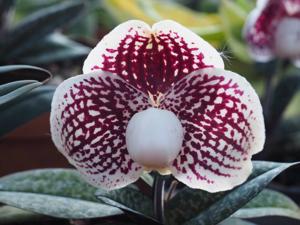 Paphiopedilum leucochilum