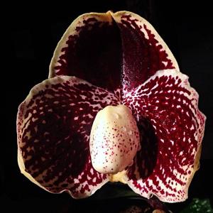 Paphiopedilum godefroyae