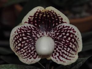 Paphiopedilum leucochilum