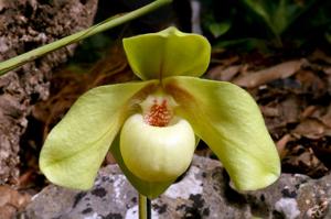 Paphiopedilum hangianum