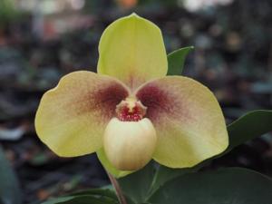 Paphiopedilum hangianum