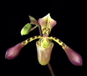 Paphiopedilum haynaldianum