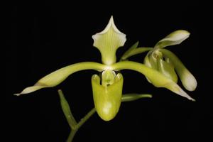 Paphiopedilum haynaldianum