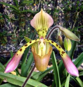 Paphiopedilum haynaldianum