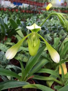 Paphiopedilum haynaldianum