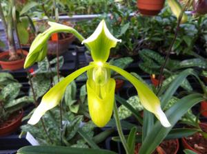 Paphiopedilum haynaldianum