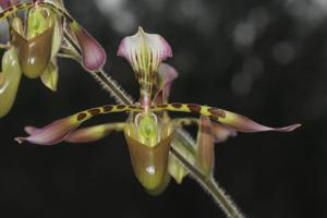 Paphiopedilum haynaldianum