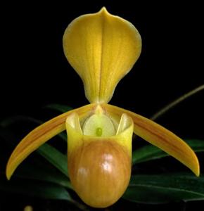 Paphiopedilum helenae