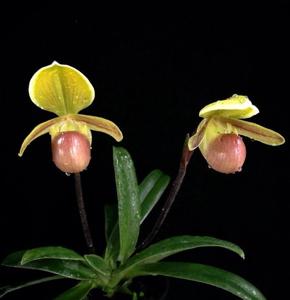 Paphiopedilum helenae