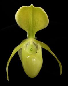 Paphiopedilum helenae