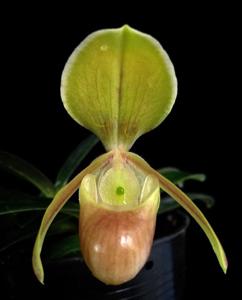 Paphiopedilum helenae