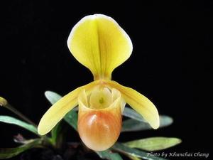 Paphiopedilum helenae