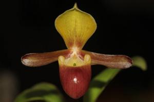 Paphiopedilum helenae