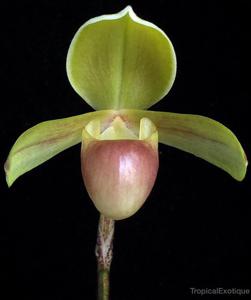 Paphiopedilum helenae