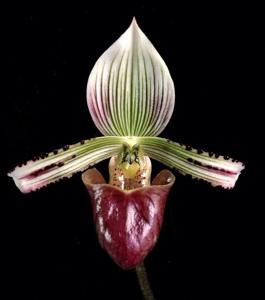 Paphiopedilum hennisianum