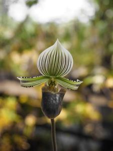 Paphiopedilum hennisianum