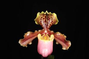 Paphiopedilum henryanum