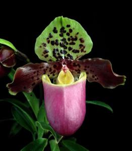 Paphiopedilum henryanum