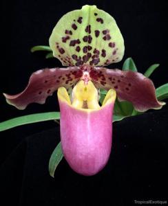 Paphiopedilum henryanum