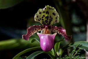 Paphiopedilum henryanum