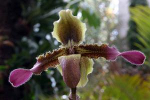 Paphiopedilum hirsutissimum