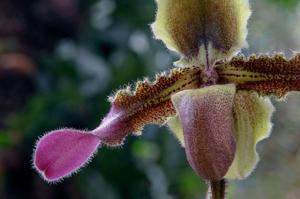 Paphiopedilum hirsutissimum