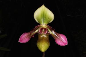 Paphiopedilum hookerae