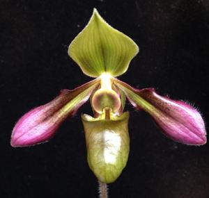 Paphiopedilum hookerae