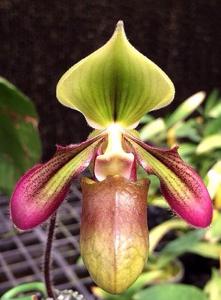 Paphiopedilum hookerae