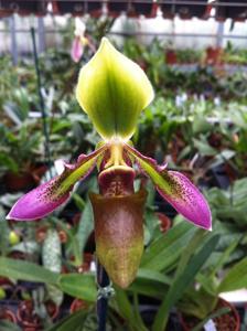 Paphiopedilum hookerae