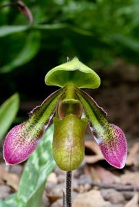 Paphiopedilum hookerae