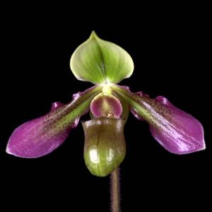 Paphiopedilum hookerae