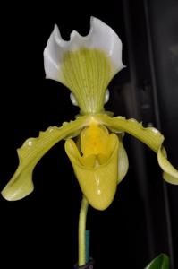 Paphiopedilum insigne