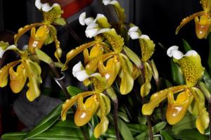 Paphiopedilum insigne