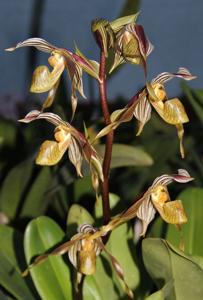 Paphiopedilum kolopakingii