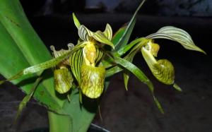 Paphiopedilum kolopakingii