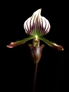 Paphiopedilum lawrenceanum