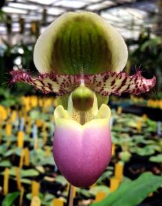 Paphiopedilum liemianum