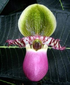 Paphiopedilum liemianum