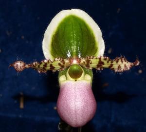 Paphiopedilum liemianum