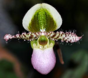 Paphiopedilum liemianum