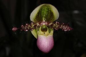 Paphiopedilum liemianum