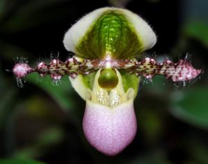 Paphiopedilum liemianum