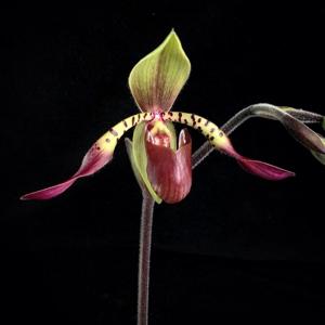 Paphiopedilum lowii