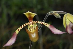 Paphiopedilum lowii