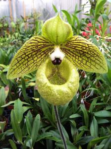 Paphiopedilum malipoense