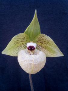 Paphiopedilum malipoense