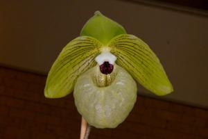 Paphiopedilum malipoense