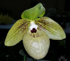 Paphiopedilum malipoense